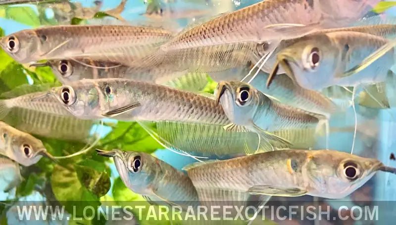 Silver Arowana / Osteoglossum Bicirrhosum Live Freshwater Tropical Fish for Sale Online