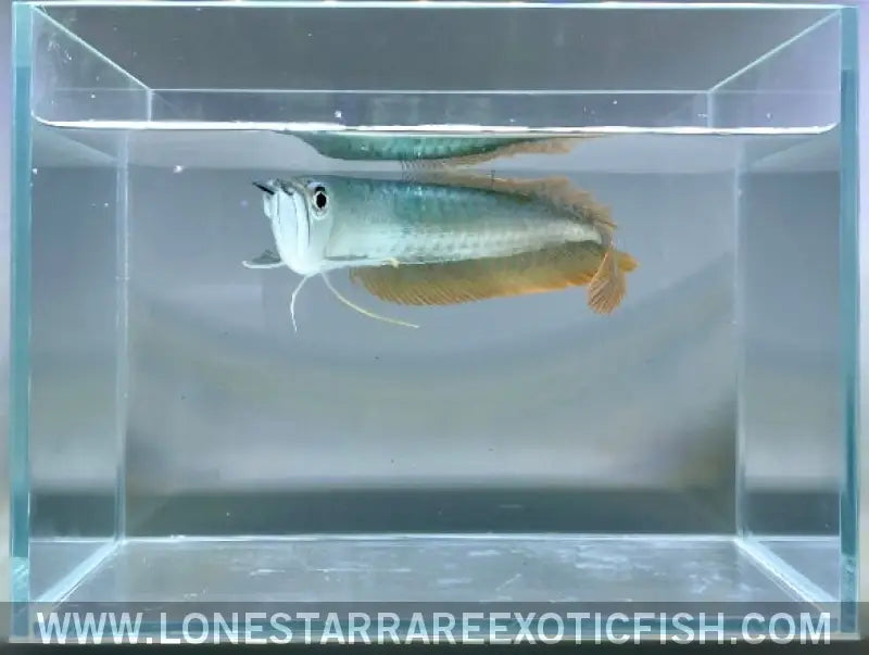 Silver Arowana / Osteoglossum Bicirrhosum Live Freshwater Tropical Fish for Sale Online