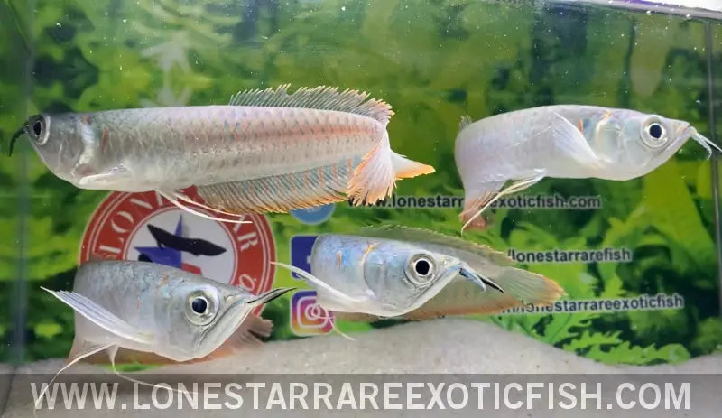 Silver Arowana / Osteoglossum Bicirrhosum Live Freshwater Tropical Fish for Sale Online