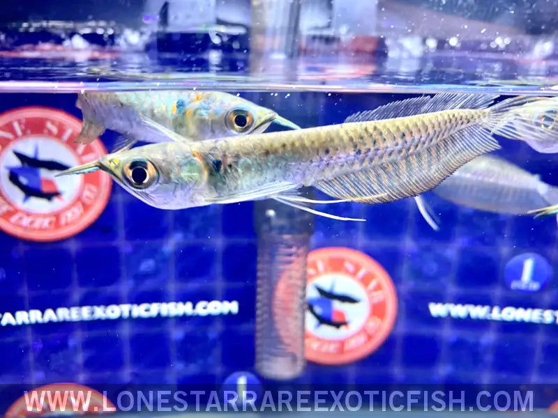 Silver Arowana / Osteoglossum Bicirrhosum Live Freshwater Tropical Fish for Sale Online