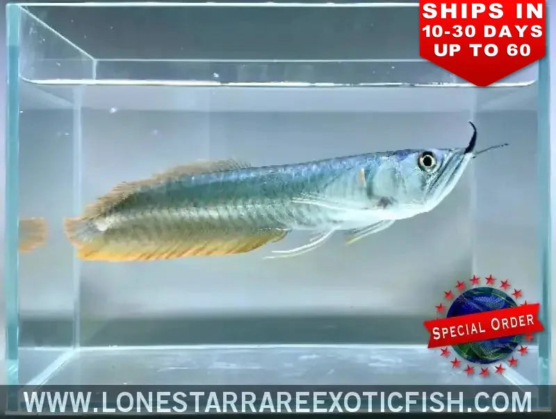 Silver Arowana / Osteoglossum Bicirrhosum (special Order) Live Freshwater Tropical Fish for Sale Online
