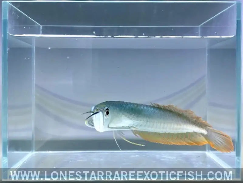 Silver Arowana / Osteoglossum Bicirrhosum Live Freshwater Tropical Fish for Sale Online