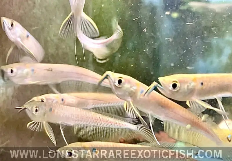 Silver Arowana / Osteoglossum Bicirrhosum Live Freshwater Tropical Fish for Sale Online