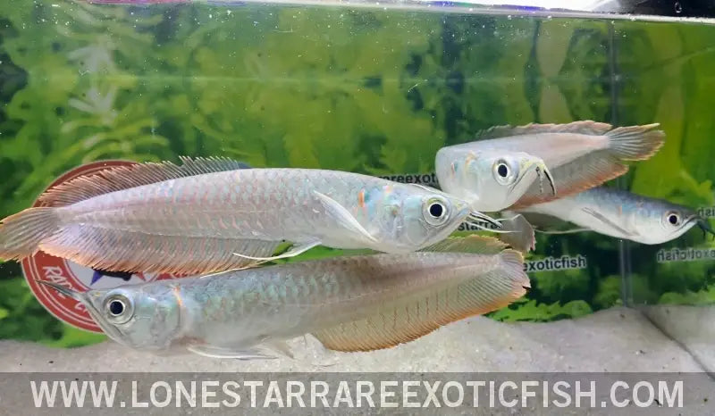 Silver Arowana / Osteoglossum Bicirrhosum Live Freshwater Tropical Fish for Sale Online