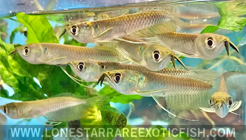 Silver Arowana / Osteoglossum Bicirrhosum Live Freshwater Tropical Fish for Sale Online