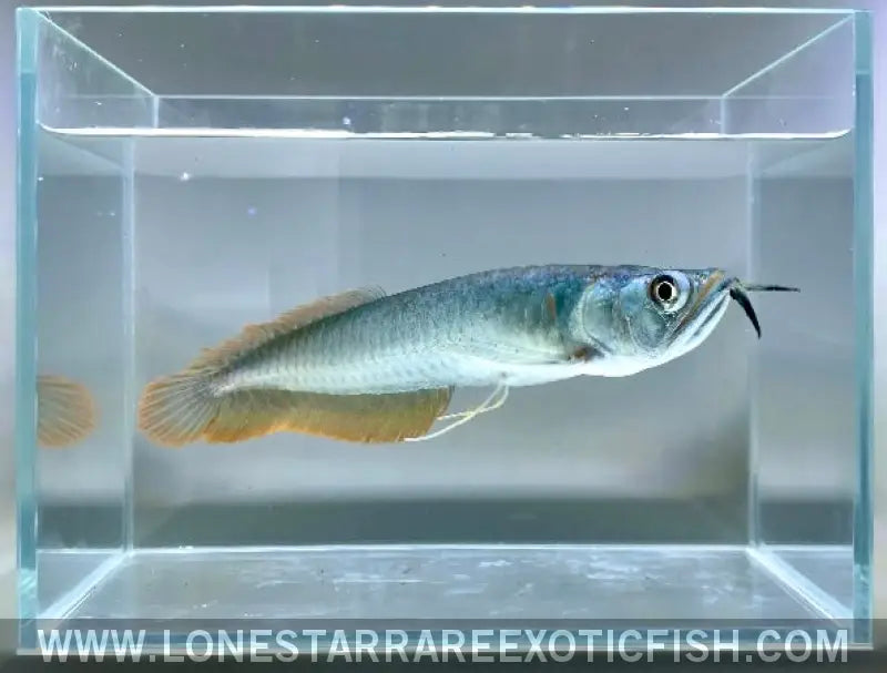 Silver Arowana / Osteoglossum Bicirrhosum Live Freshwater Tropical Fish for Sale Online