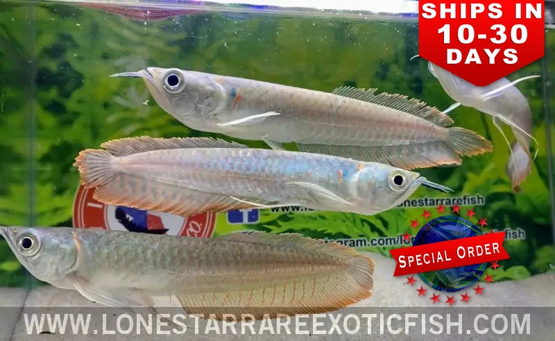 Silver Arowana / Osteoglossum Bicirrhosum (special Order) Live Freshwater Tropical Fish for Sale Online
