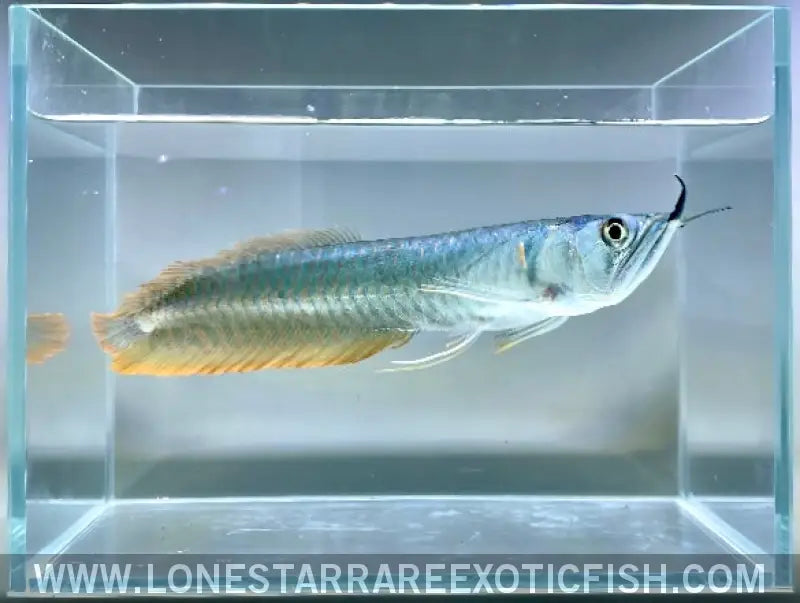Silver Arowana / Osteoglossum Bicirrhosum Live Freshwater Tropical Fish for Sale Online