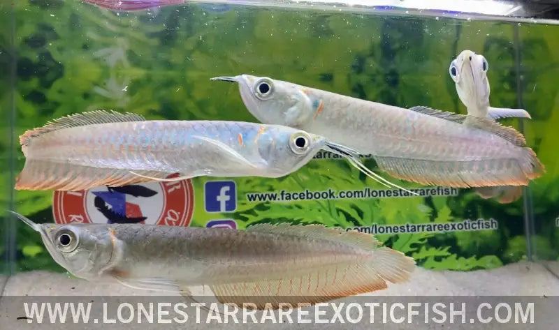 Silver Arowana / Osteoglossum Bicirrhosum Live Freshwater Tropical Fish for Sale Online