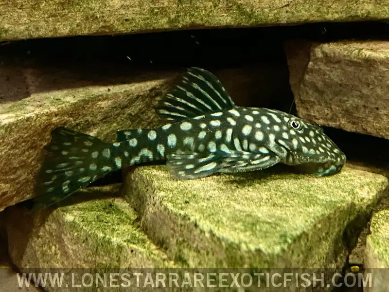Slate Pleco / Pseudancistrus Genisetiger Live Freshwater Tropical Fish for Sale Online