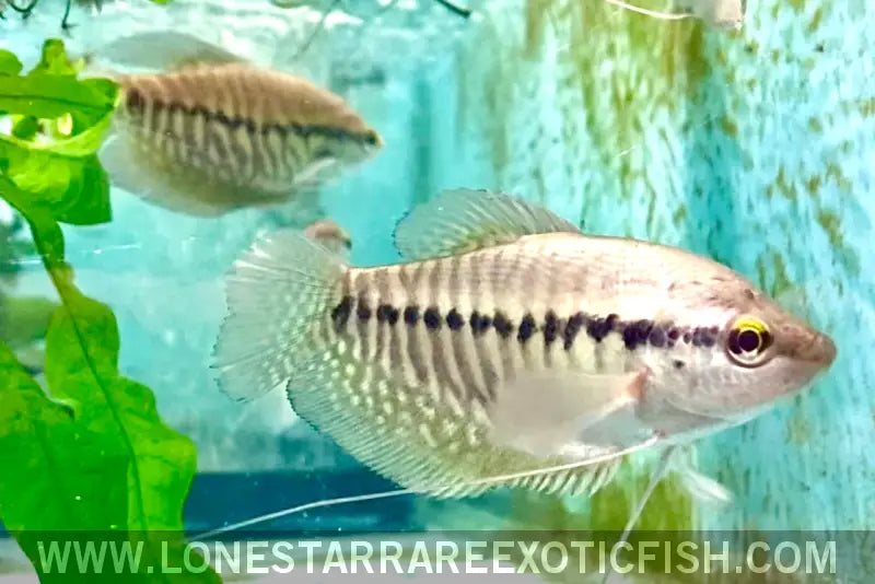 Snakeskin Gourami / Trichopodus Pectoralis Live Freshwater Tropical Fish for Sale Online