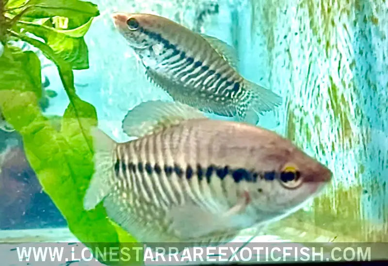Snakeskin Gourami / Trichopodus Pectoralis Live Freshwater Tropical Fish for Sale Online