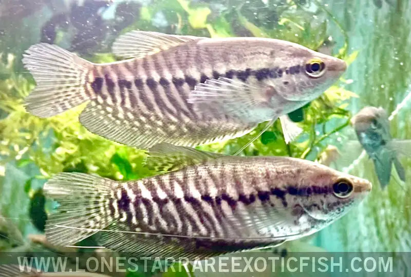 Snakeskin Gourami / Trichopodus Pectoralis Live Freshwater Tropical Fish for Sale Online