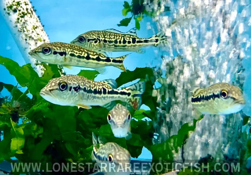 Snakeskin Peacock Bass / Cichla Sp. (pinima x Intermedia Hybrid) Live Freshwater Tropical Fish for Sale Online