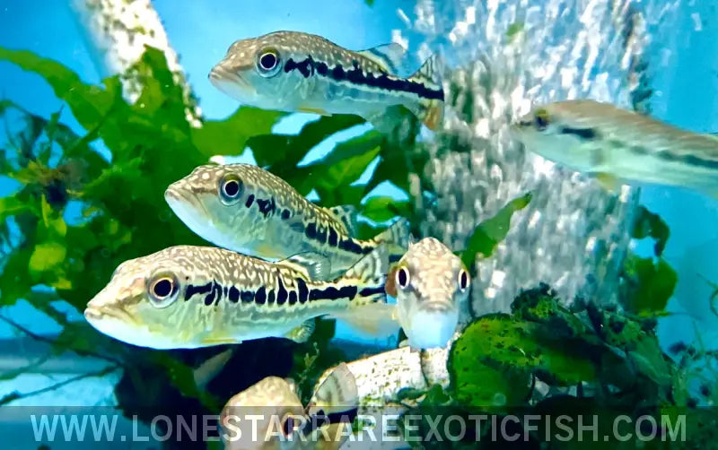 Snakeskin Peacock Bass / Cichla Sp. (pinima x Intermedia Hybrid) Live Freshwater Tropical Fish for Sale Online