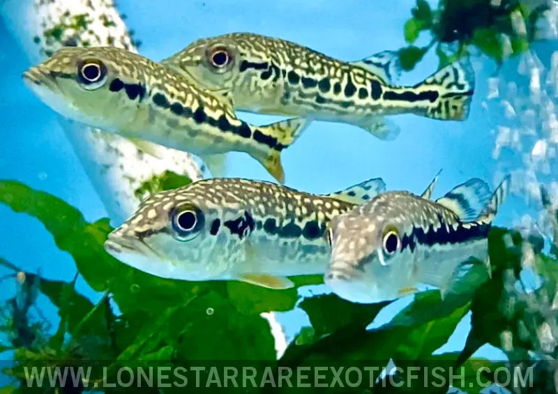 Snakeskin Peacock Bass / Cichla Sp. (pinima x Intermedia Hybrid) Live Freshwater Tropical Fish for Sale Online
