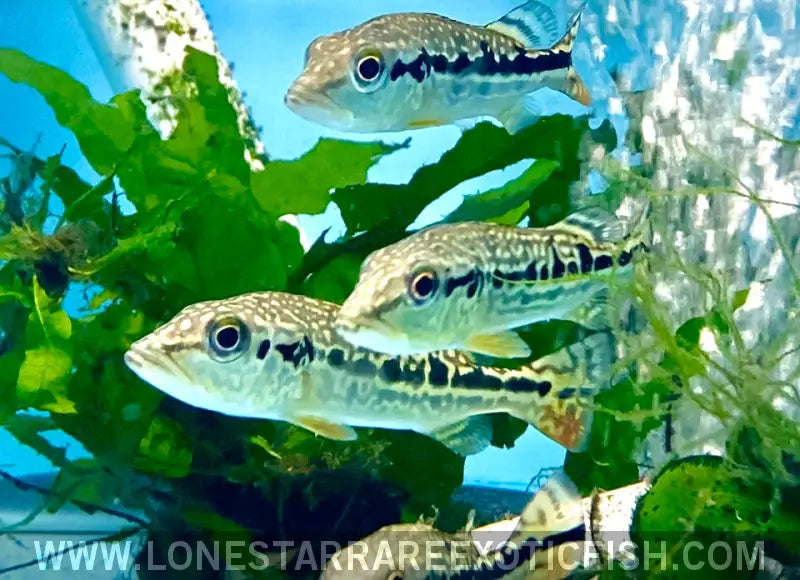 Snakeskin Peacock Bass / Cichla Sp. (pinima x Intermedia Hybrid) Live Freshwater Tropical Fish for Sale Online