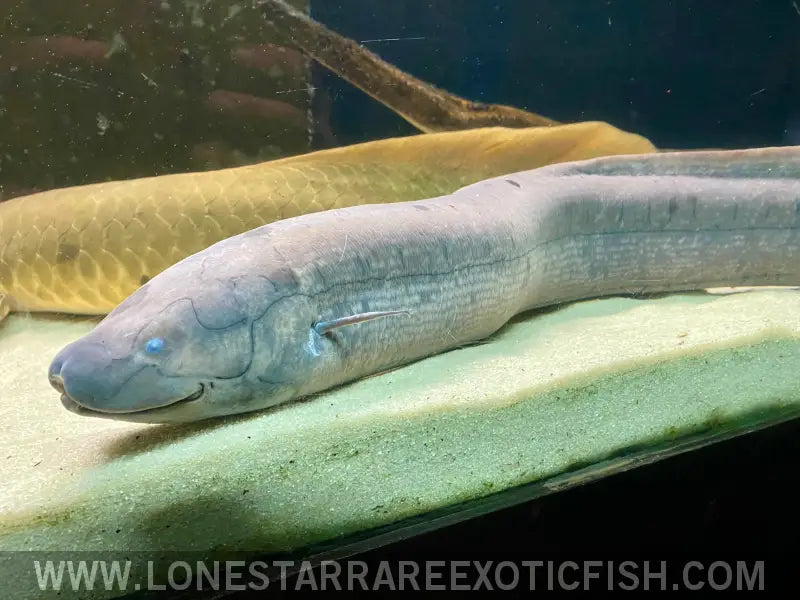 South American Lungfish / Lepidosiren Paradoxa Live Freshwater Tropical Fish for Sale Online