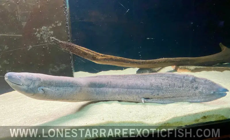 South American Lungfish / Lepidosiren Paradoxa Live Freshwater Tropical Fish for Sale Online