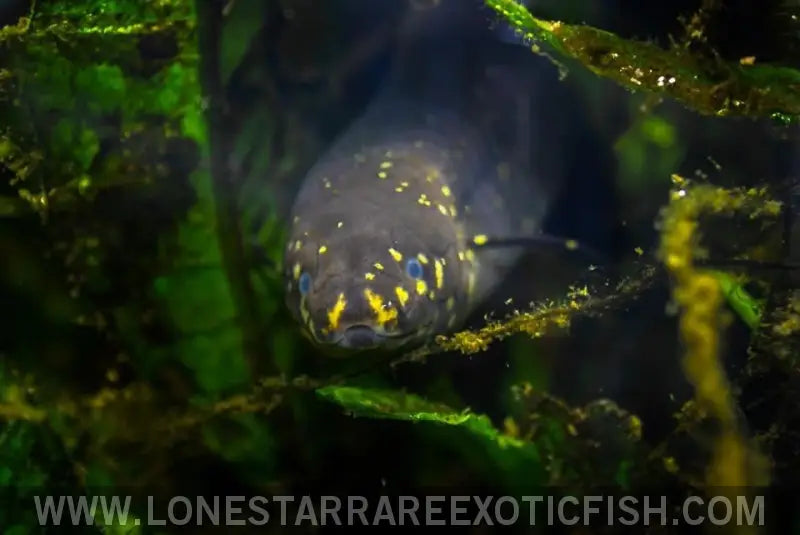 South American Lungfish / Lepidosiren Paradoxa Live Freshwater Tropical Fish for Sale Online