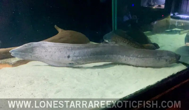 South American Lungfish / Lepidosiren Paradoxa Live Freshwater Tropical Fish for Sale Online
