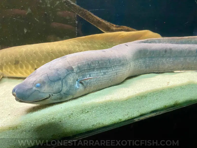 South American Lungfish / Lepidosiren paradoxa For Sale Online | Lone Star Rare Exotic Fish Co.