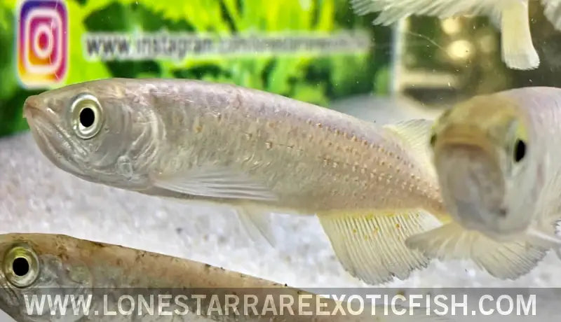 Southern Saratoga Arowana / Scleropages Leichardti Live Freshwater Tropical Fish for Sale Online