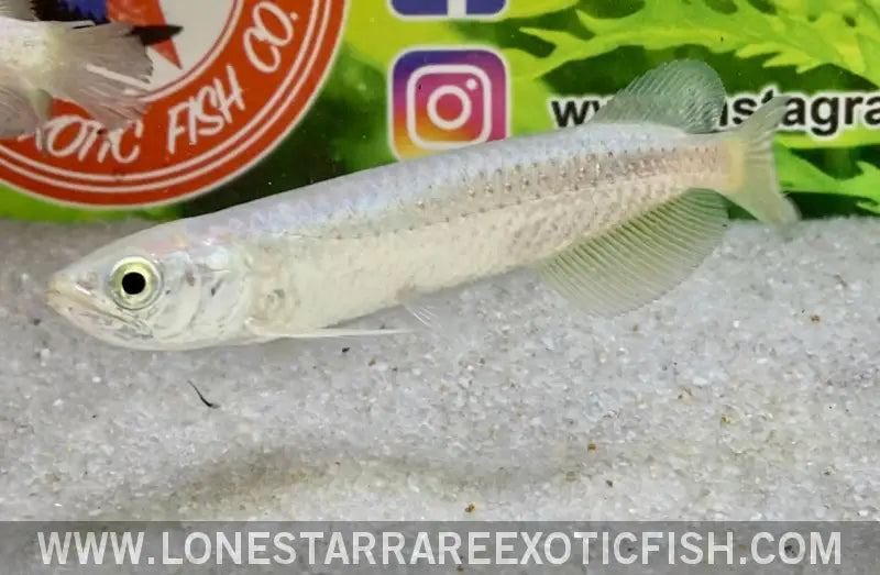 Southern Saratoga Arowana / Scleropages Leichardti Live Freshwater Tropical Fish for Sale Online