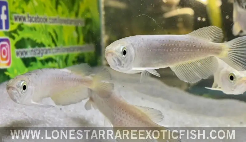 Southern Saratoga Arowana / Scleropages Leichardti Live Freshwater Tropical Fish for Sale Online