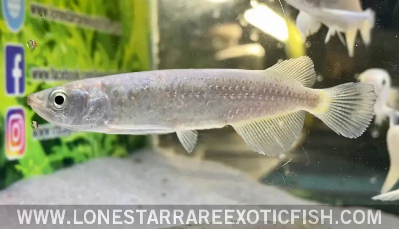 Southern Saratoga Arowana / Scleropages Leichardti Live Freshwater Tropical Fish for Sale Online