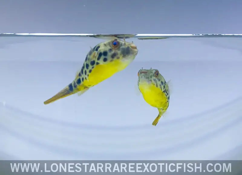 Spotted Congo Puffer / Tetraodon Schoutedeni Live Freshwater Tropical Fish for Sale Online