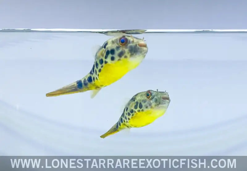 Spotted Congo Puffer / Tetraodon Schoutedeni Live Freshwater Tropical Fish for Sale Online