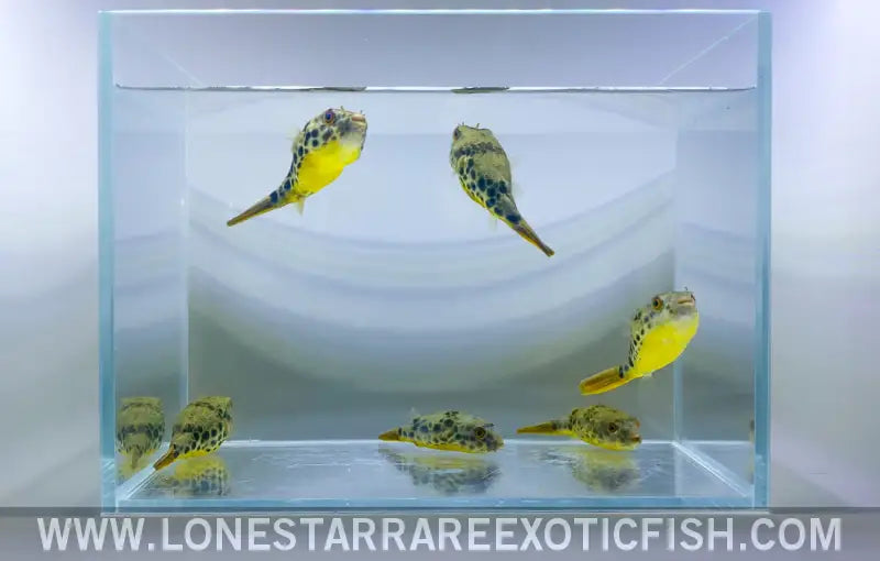Spotted Congo Puffer / Tetraodon Schoutedeni Live Freshwater Tropical Fish for Sale Online