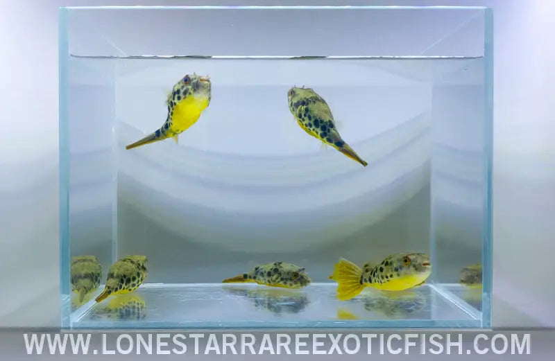 Spotted Congo Puffer / Tetraodon Schoutedeni Live Freshwater Tropical Fish for Sale Online