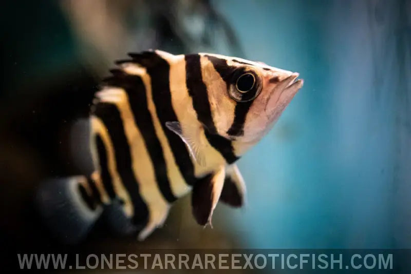 Sumatra Datnoid / Datnioides Microlepis (4 Bar) Live Freshwater Tropical Fish for Sale Online