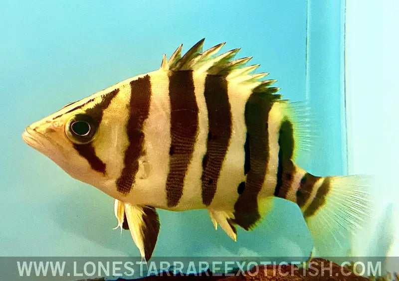 Sumatra Datnoid / Datnioides Microlepis (4 Bar) Live Freshwater Tropical Fish for Sale Online
