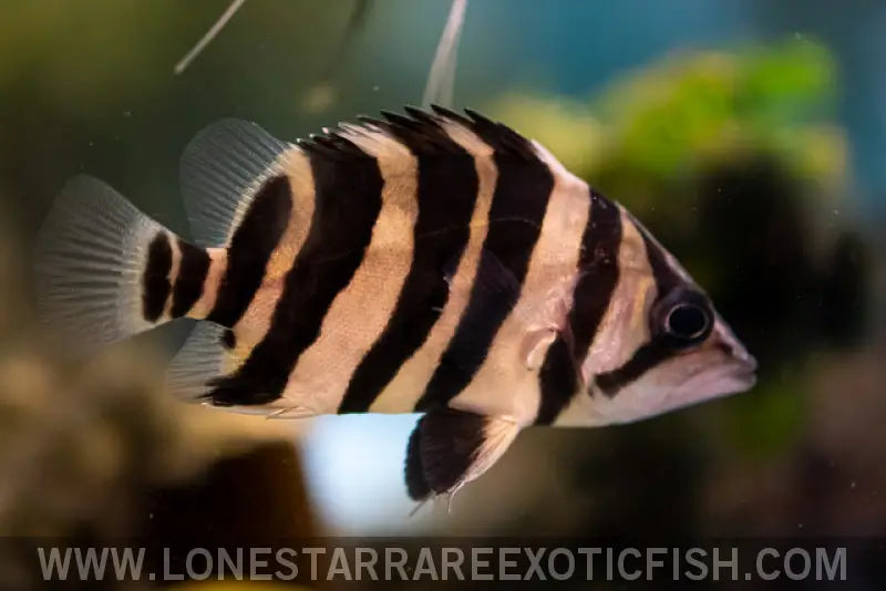 Sumatra Datnoid / Datnioides Microlepis (4 Bar) Live Freshwater Tropical Fish for Sale Online