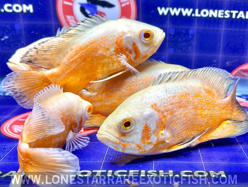 Super Red Albino Oscar Cichlid / Astronotus Ocellatus Sp. Live Freshwater Tropical Fish for Sale Online