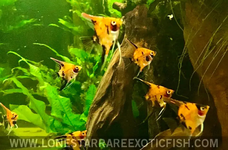 Super Red Koi Angelfish / Pterophyllum Scalare Live Freshwater Tropical Fish for Sale Online