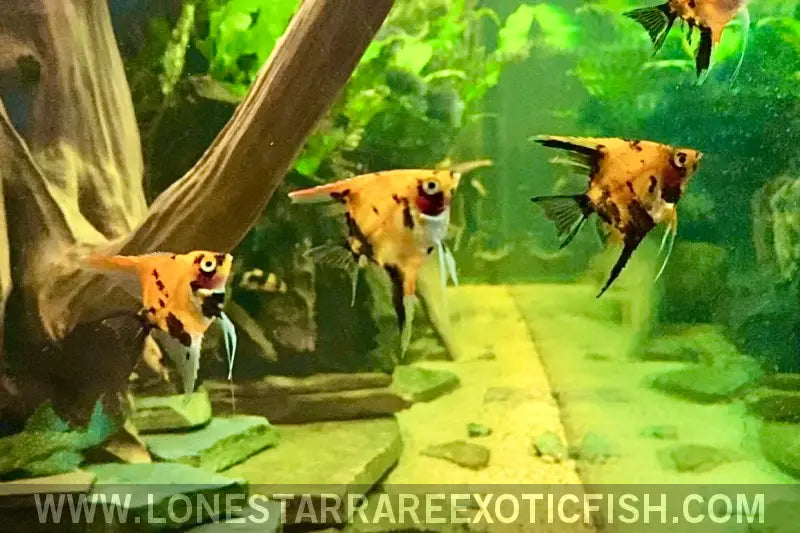 Super Red Koi Angelfish / Pterophyllum Scalare Live Freshwater Tropical Fish for Sale Online