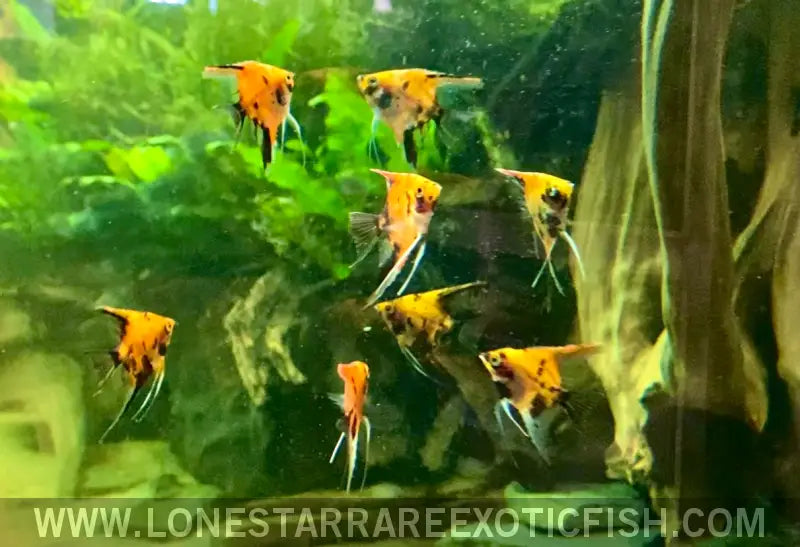 Super Red Koi Angelfish / Pterophyllum Scalare Live Freshwater Tropical Fish for Sale Online