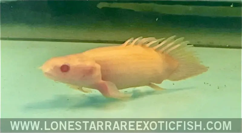 Super Short Body Albino Senegal Bichir Live Freshwater Tropical Fish for Sale Online