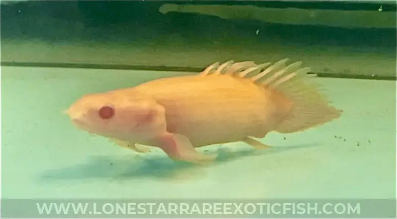 Super Short Body Albino Senegal Bichir For Sale Online | Lone Star Rare Exotic Fish Co.