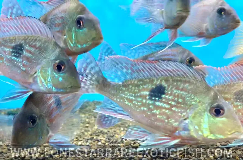 Sveni Eartheater Cichlid / Geophagus Sveni Live Freshwater Tropical Fish for Sale Online