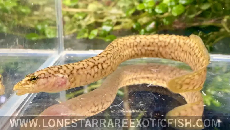 Tanganyikan Spiny Eel / Mastacembelus Moorii Live Freshwater Tropical Fish for Sale Online