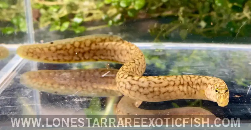 Tanganyikan Spiny Eel / Mastacembelus Moorii Live Freshwater Tropical Fish for Sale Online