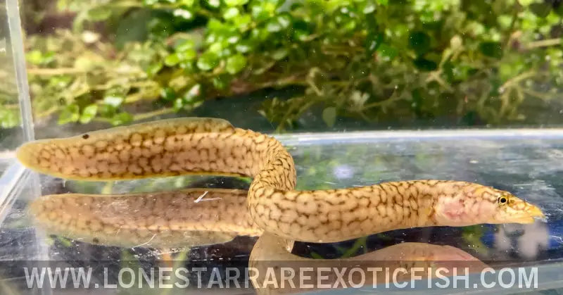 Tanganyikan Spiny Eel / Mastacembelus Moorii Live Freshwater Tropical Fish for Sale Online