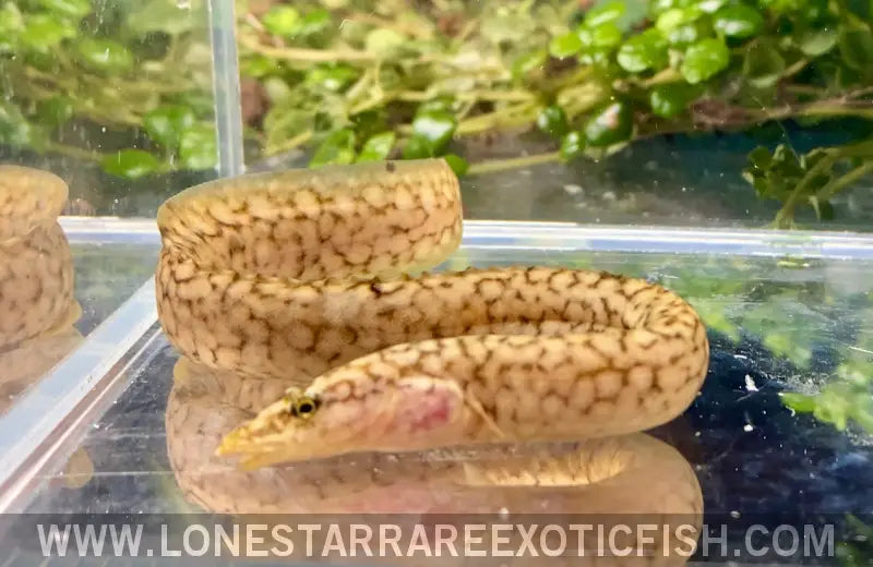 Tanganyikan Spiny Eel / Mastacembelus Moorii Live Freshwater Tropical Fish for Sale Online