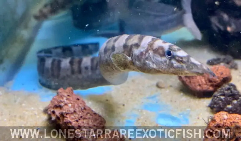 Tanganyikan Zebra Eel / Mastacembelus Ellipsifer Live Freshwater Tropical Fish for Sale Online