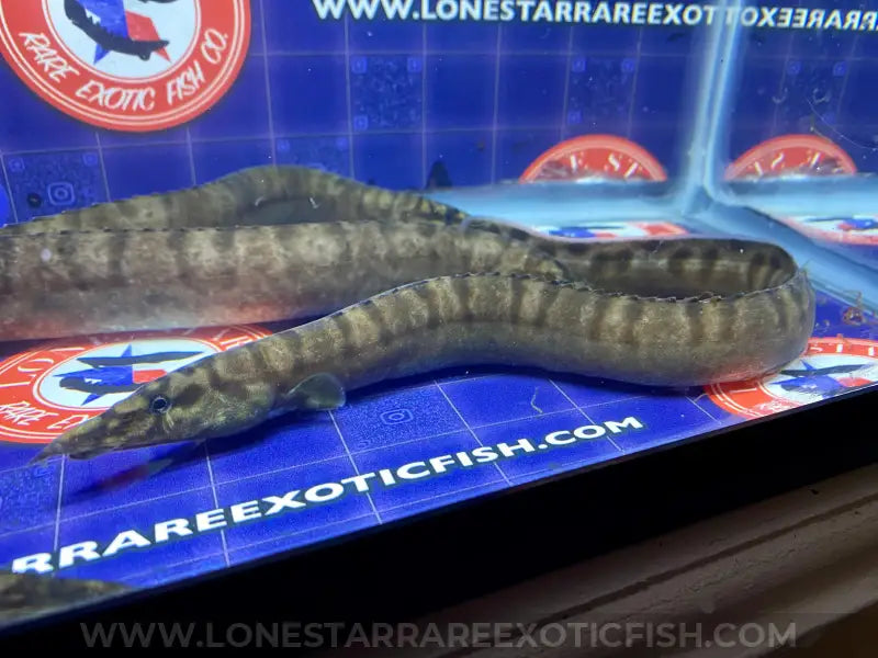 Tanganyikan Zebra Eel / Mastacembelus ellipsifer For Sale Online | Lone Star Rare Exotic Fish Co.